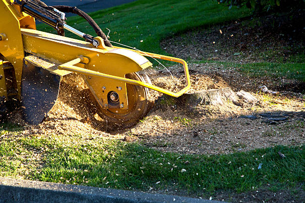 Seasonal Cleanup (Spring/Fall) in Farmersville, OH