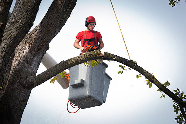 Best Tree Trimming and Pruning  in Farmersville, OH